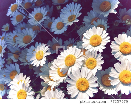Margaret 77257979