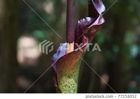 Konjac flowers 77258052