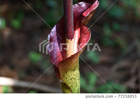 Konjac flowers 77258053