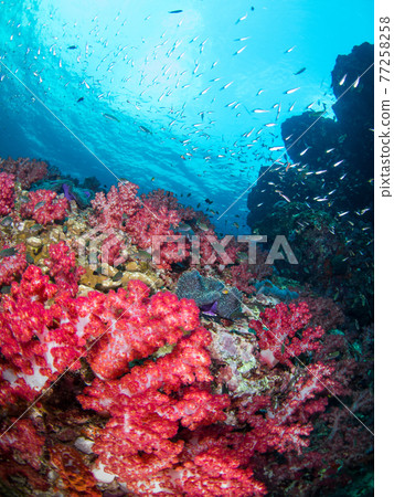 五顏六色的軟珊瑚群落(黎塞留岩,蘇林海洋國家公園,泰王國) 五顏六色的軟珊瑚群落(黎塞留岩,蘇林海洋國家公園,泰王國) 77258258