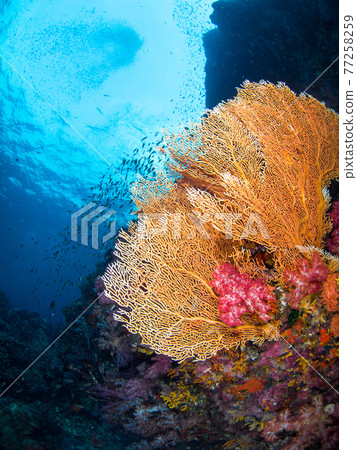 Sea urchin and colorful coral (Richeryu Rock, Surin Marine National Park, Kingdom of Thailand) 77258259