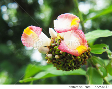 Kostus Lucanucianus flowers Kostus Lucanucianus flowers 77258618
