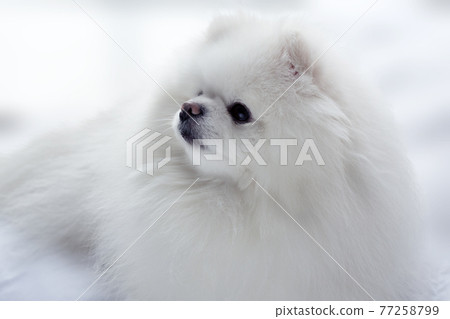 Pomeranian Dog White Adorable and Fluffy. Close up portrait of a pet lying in the bed. Pomeranian Dog White Adorable and Fluffy. Close up portrait of a pet lying in the bed. 77258799