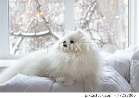 Pomeranian Dog White Adorable and Fluffy. Close up portrait of a pet lying in the bed. Pomeranian Dog White Adorable and Fluffy. Close up portrait of a pet lying in the bed. 77258800