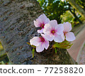 Sakura flower photo material 77258820