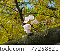 Sakura flower photo material 77258821