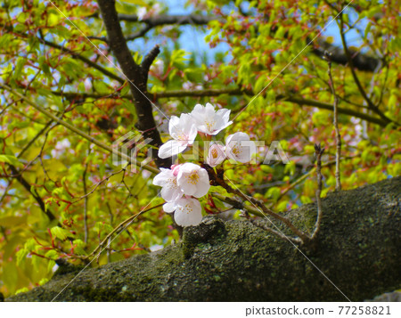 Sakura flower photo material 77258821