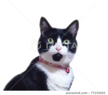一隻貓 77258893