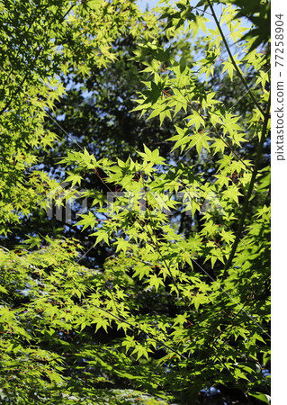 Forest (eco image) Forest (eco image) 77258904