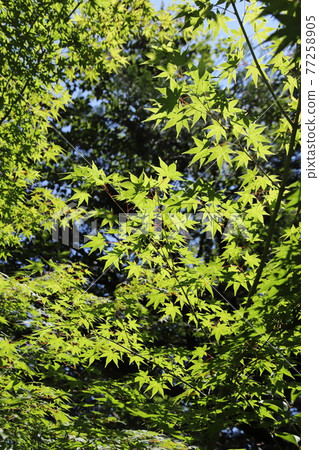 Forest (eco image) Forest (eco image) 77258905