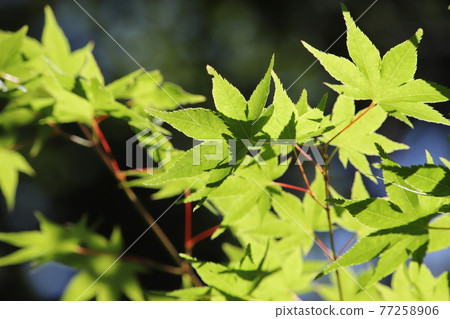 Forest (eco image) Forest (eco image) 77258906