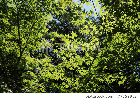 Forest (eco image) Forest (eco image) 77258912