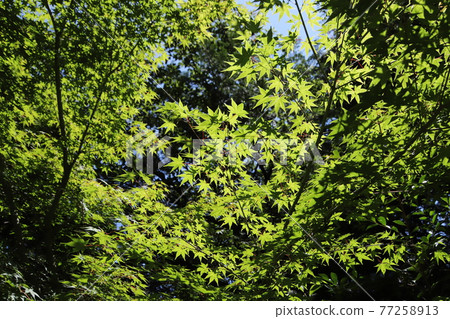 Forest (eco image) Forest (eco image) 77258913