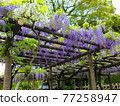 Wisteria flower stock photos 77258947