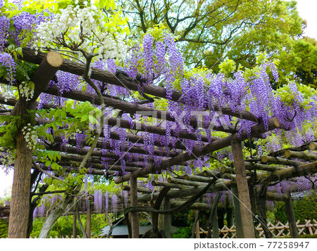 Wisteria flower stock photos Wisteria flower stock photos 77258947