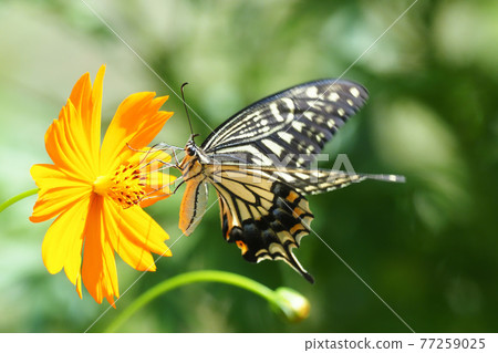 Swallowtail (swallowtail) sucking the flowers of Kibana cosmos 77259025