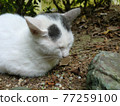 Stray cat stock photos 77259100