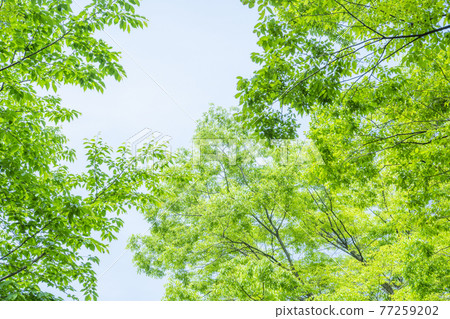 New green image 77259202