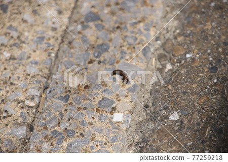 路邊小山 77259218