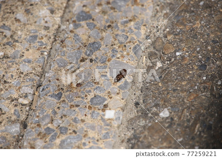 Roadside hill Roadside hill 77259221