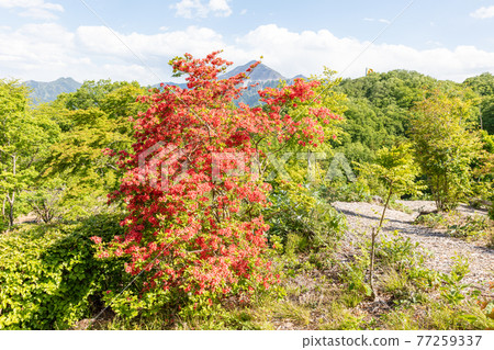 Chichibu Muse Park's mountain shackles and Mt. Buko 77259337