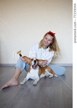 a young woman combing a beagle dog with a furminator. grooming at home a young woman combing a beagle dog with a furminator. grooming at home 77259344