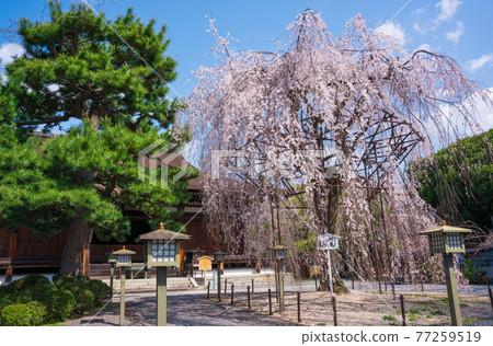 Kyoto Senbon Shakado Main Hall and Okame Sakura 77259519
