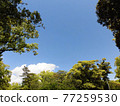 Blue sky and trees background material 77259530