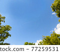 Blue sky, trees and contrails background material 77259531
