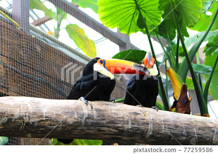 Two toco toucan resting on a tree, facing right 77259586