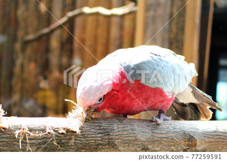 Galah 通過鬆開繩子的末端來演奏，面向左側 77259591