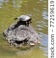 Turtles drying their shells Stock Photos 77259619
