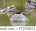 Multiple turtles drying their shells Photo material 77259621