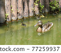 Duck parent and child stock photos 77259937