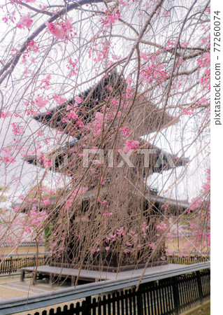 Kofukuji Mie Pagoda and weeping cherry blossoms in full bloom Kofukuji Mie Pagoda and weeping cherry blossoms in full bloom 77260074