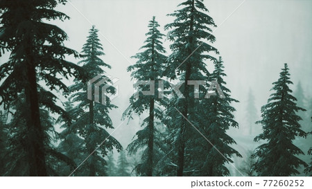 winter snow covered cone trees on mountainside winter snow covered cone trees on mountainside 77260252