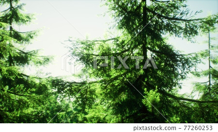green cone trees in bright sun light green cone trees in bright sun light 77260253