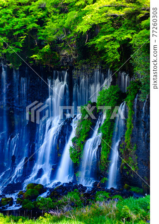Shiraito Falls (Fujinomiya) Shiraito Falls (Fujinomiya) 77260308