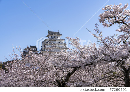 [Hyogo Prefecture] Spring Himeji Castle castle tower and cherry blossoms 77260591