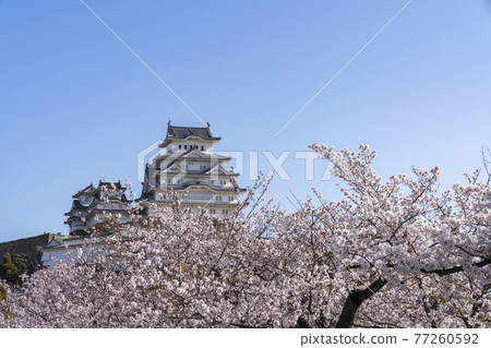 [Hyogo Prefecture] Spring Himeji Castle castle tower and cherry blossoms 77260592