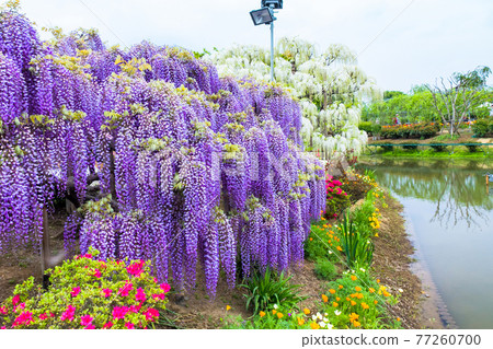 Fuji blooming garden Fuji blooming garden 77260700