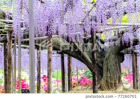 富士巨樹和紫藤花架 77260701