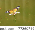 Indian Fritillary Stock Photos 77260749