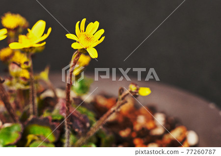 Yakushima Himetsuwabuki 77260787