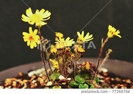Yakushima Himetsuwabuki Yakushima Himetsuwabuki 77260788