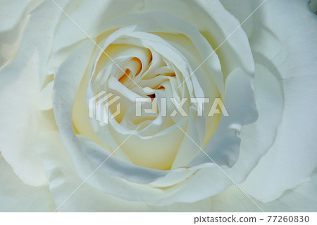 春天的玫瑰 春天的玫瑰 77260830