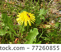 Dandelions and bees stock photos 77260855