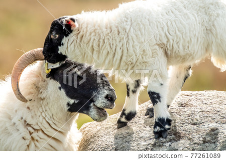 A blackface sheep family in a field in County Donegal - Ireland A blackface sheep family in a field in County Donegal - Ireland 77261089
