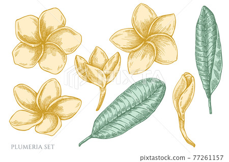 Vector set of hand drawn pastel plumeria Vector set of hand drawn pastel plumeria 77261157