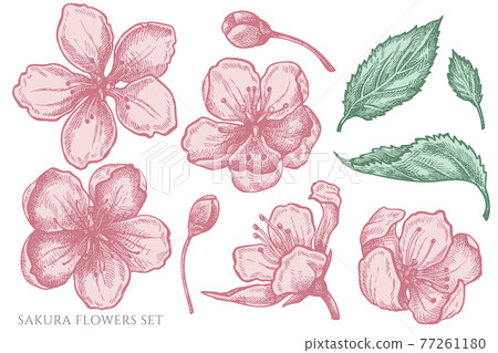 Vector set of hand drawn pastel sakura flowers Vector set of hand drawn pastel sakura flowers 77261180